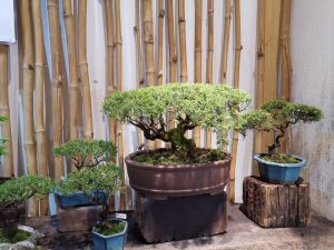 Shop for the perfect addition to your home at Zen Bonsai