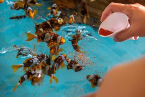 SAii Clownfish Feeding Phuket