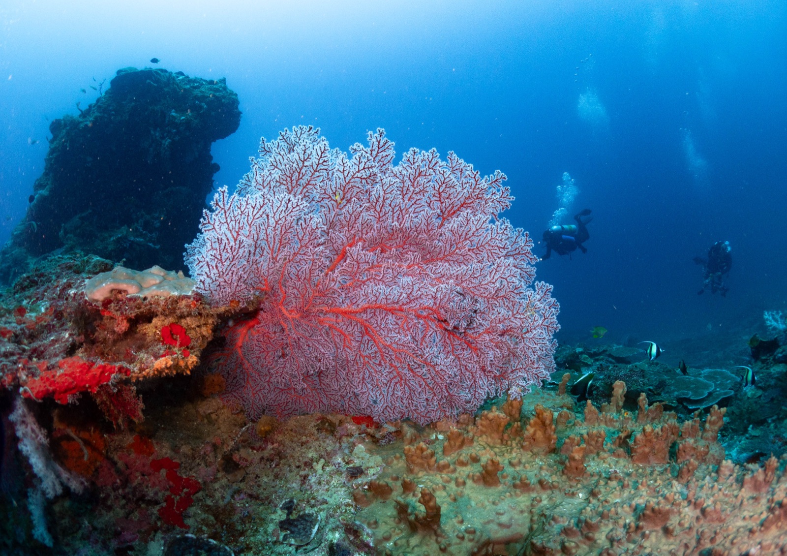 A view from G A P, one of Manami Resort’s newly documented dive sites
