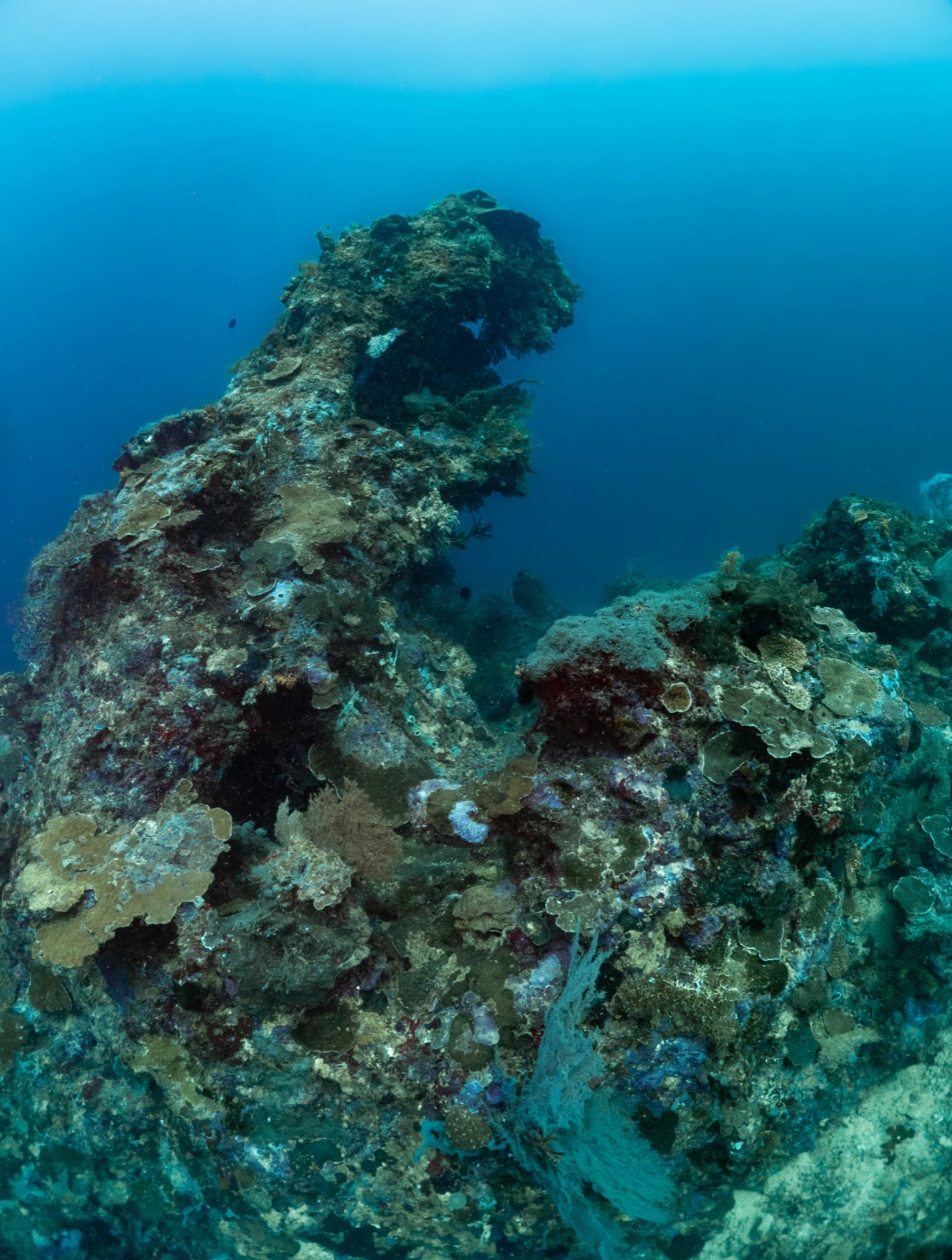 A view from G A P, one of Manami Resort’s newly documented dive sites