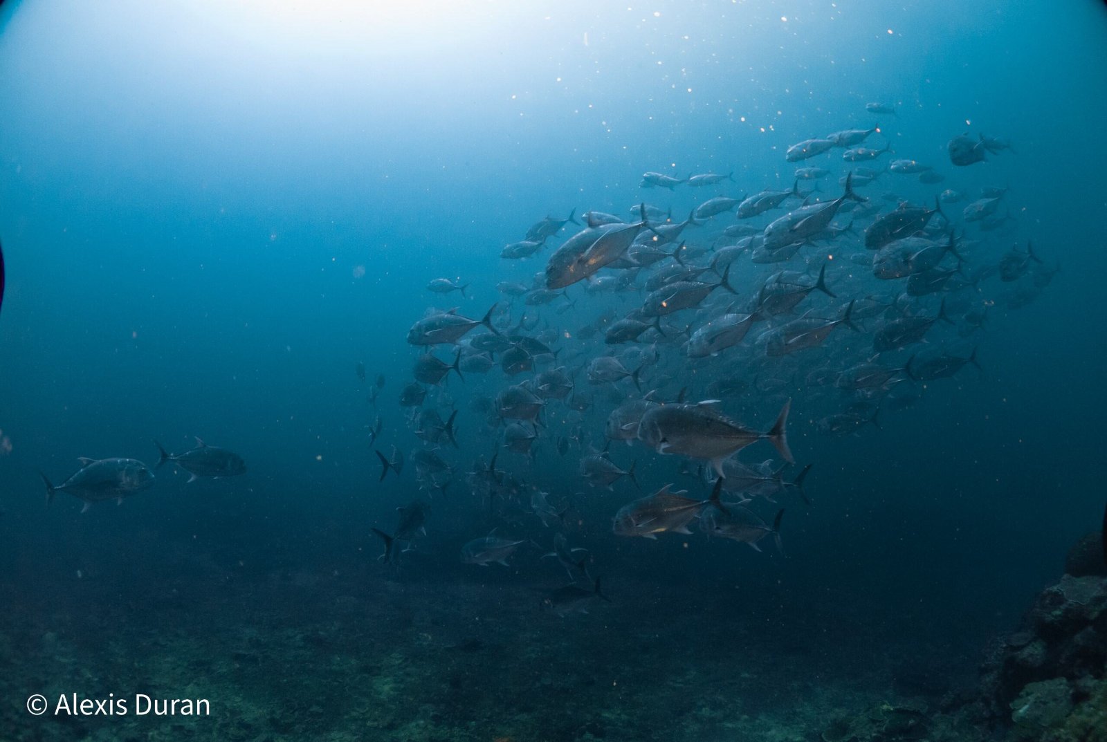 Giant trevally at Manami Resort dive site