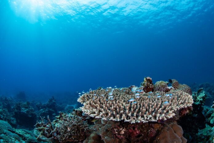 manami-new-dive-sites-coral-reef