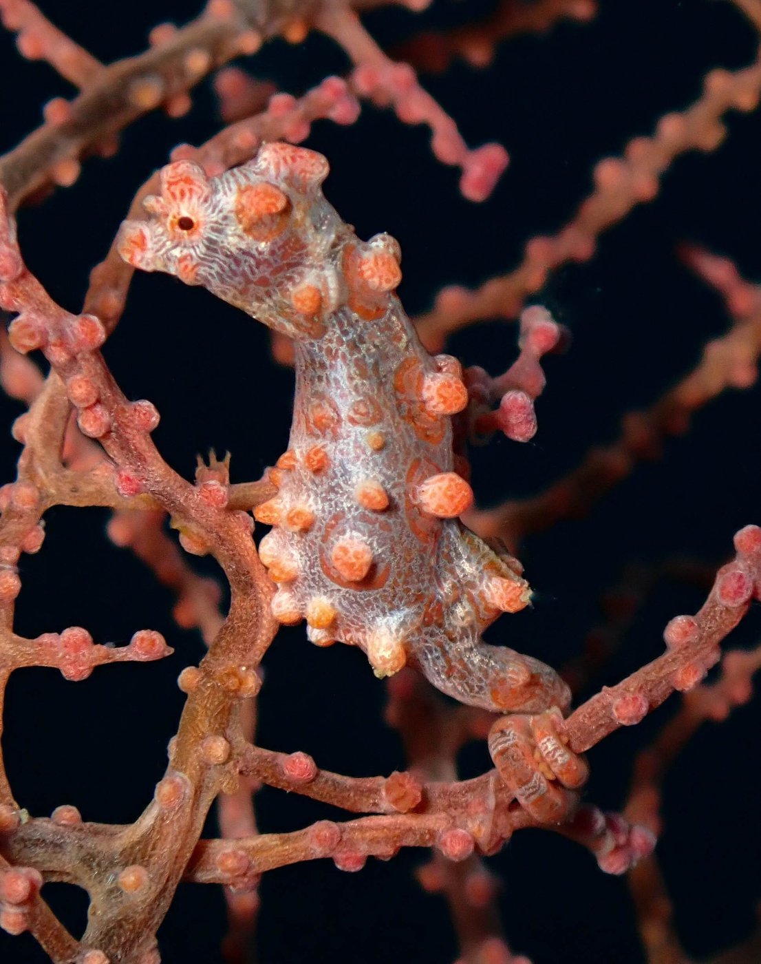 Pygmy seahorse at Manami Resort reef