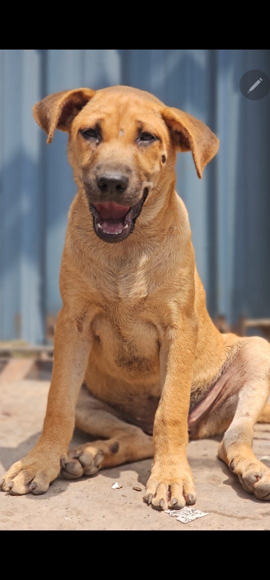 Pawfund for Janaki: Aunty Janaki Needs Urgent Monthly Contributions to Keep 62 Displaced Street Dogs Safe and Fed